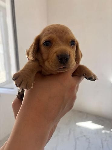 balaca it satisi: Koker spaniyel, 1 ay, Erkek, Peyvəndli — 3