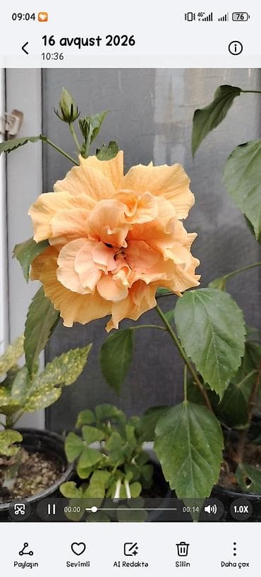 şanagüllə bitkisi: Hibiskus (Çin qızılgülü) saksı bitkisi - Parlaq qırmızı, iri və — 1