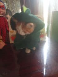 pişik satişi: Britan, Dişi, Yaxşı əllərə, Ünvandan götürmə, Pulsuz çatdırılma, Ödənişli çatdırılma — 8