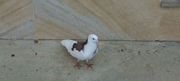 той пудель цена в баку: Sari qara cutdu.sarinin ata anasi 6 saat ucur .cutu 45manata.pavlin 10 — 9