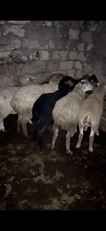 Куры: Salam saxlmağ üçün super sağlam 7 baş toğlu 5 ədədi erkək 2 ədədi dişi — 1