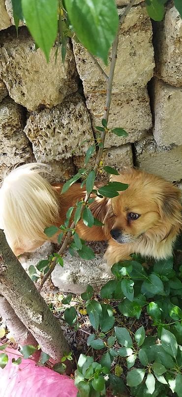 barter itle: Pekines, Erkek — 4