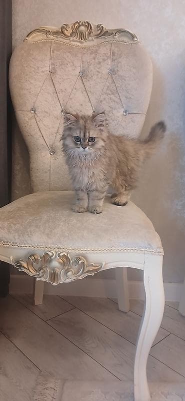 dekorativ quslar: Britan, Dişi, Ünvandan götürmə — 5