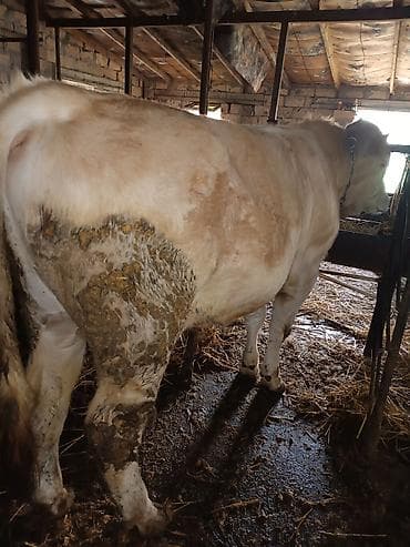 dişi it adları: Heyvan inəyin balasıdır öz qapı malımdır yemində içməsində problem — 3