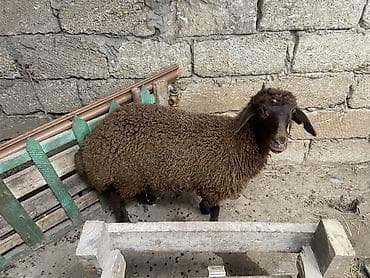 it cinsleri: Qoyun – yerli cins, qəhvəyi rəngdə, quyruqlu (yağlı quyruq tipli). - — 3