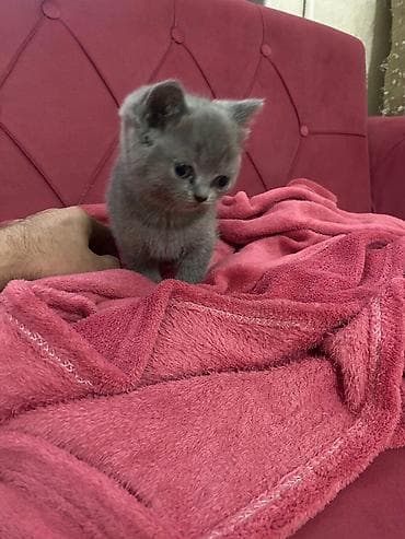 lalafo pisik satisi: Boz tüklü balaca pişik balası - Rəng: vahid kül/boz - Tük tipi: qısa — 3