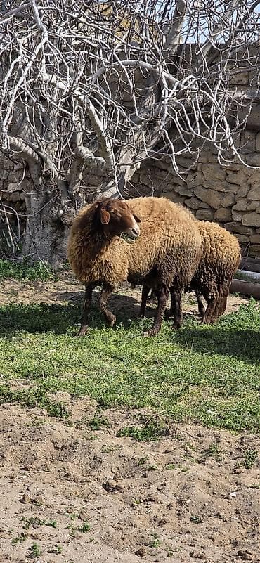 Eşşəklər: Dişi, il: 2, 85 kq — 1