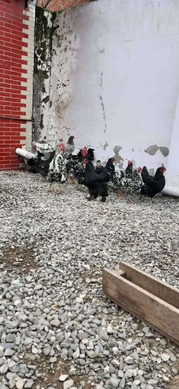 korella quş: Bu toyuqların yumurtaları sifarişlə yığılıb satılır öz həyətimdədi — 7