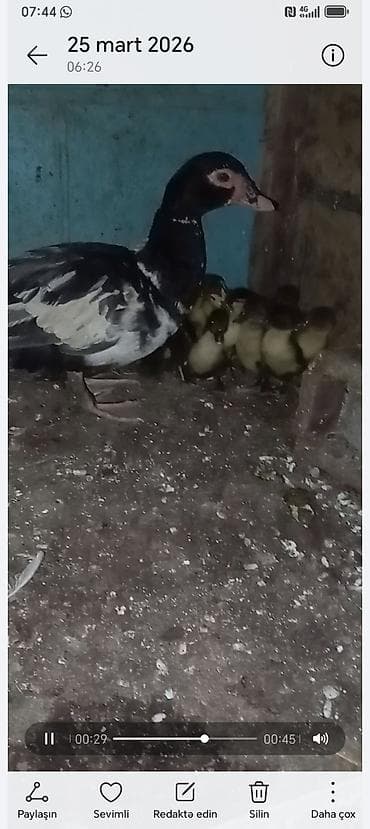 2 ayliq cuceler: Lavanda 1 ana 10 bala balalar 12 gunnuy du bugün tam saglamdilar — 1