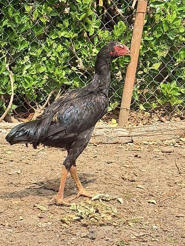 yaponka toyuqlar: Toyuq, Damazlıq — 2