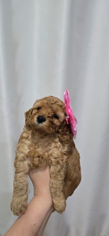 qurd basan: Pudel, 1 ay, Dişi — 5