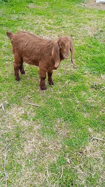 Pişiklər: Salam heleb erkeydir riyal alicilar zeng vursun — 3