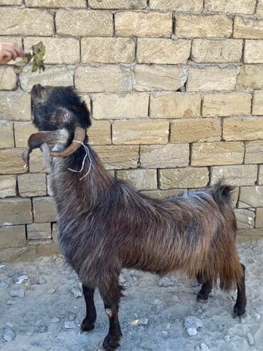 sanen keçi: Hələbdi safqan əsl saxlanmalı heyvandı, cavandı çox iri heyvandı başqa — 6