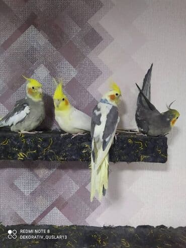 xaski it satisi: Salam danisan quslar satilir. Yaslari ferqlidir. Quslar dislemir — 7