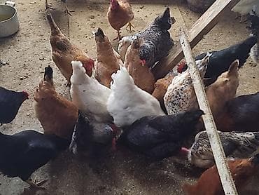 Собаки: Курица, Для яиц — 3