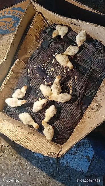 hinduska satilir: Самец, Amerika, Для мяса, Самовывоз — 4