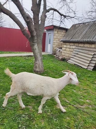 ucuz toyuq satisi: 10 aylıq dişi Saneen, etliy ve ya damazlıqa yararlıdı, alverçi — 2