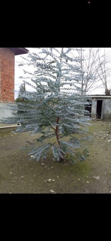 Eucalyptus (Eucalyptus cinerea – Silver Dollar) fidanları - Növlər