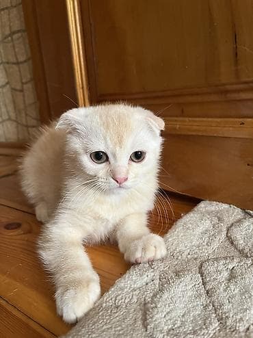 cuce satiwi: Şotland yastı qulaq, Erkək — 6