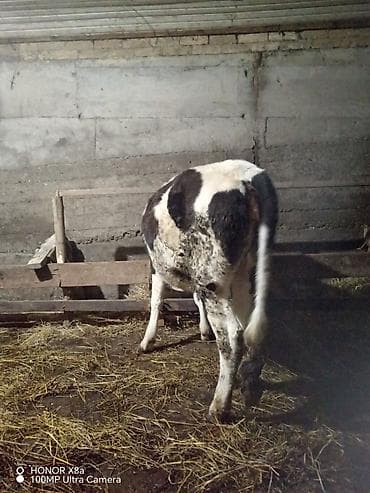 Qaramal – qara-ağ rəngli, sağlam bədən quruluşlu - Növ: inək/cavan — 4