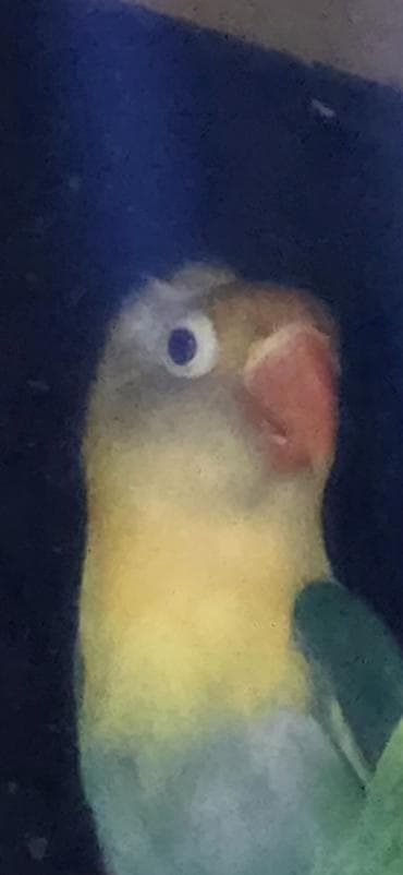 tutuqus: Fiser 6-7 ayliq olar aktiv saglam quwdi. mayaya oxwiyir — 2