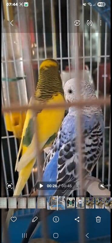 sultan quşu: Bala verməyə hazırlaşan muhabbət quşları.Sağlamdırlar və aktiv — 4