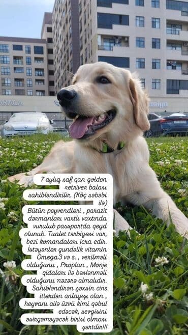 it ehtibarli əllərə verilir: Retriever, 7 ay, Peyvəndli — 1