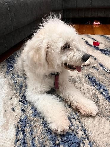 it magazasi: Bişon Frize, 7 ay, Erkek, Ünvandan götürmə — 3