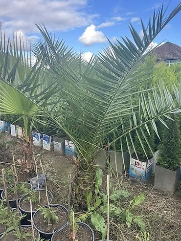 ağ kala: Limon şam ağacı– dekorativ iynəyarpaqlı Lelandra Sekas Finik Tuya — 5