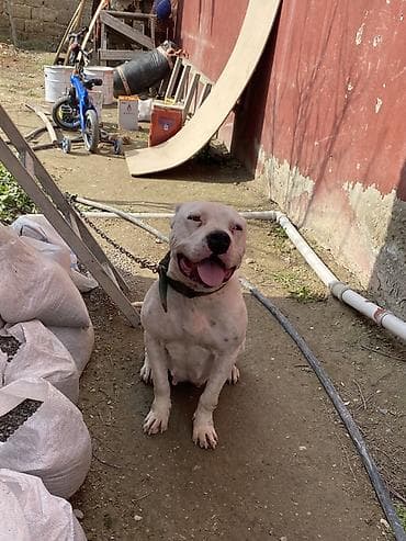 Pişiklər: Doq, 2 il, Dişi, Peyvəndli — 5