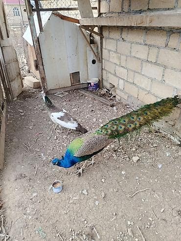 heyvanlar quşlar: Tovuz quşlari saglam heyvanlardir boyukler 4 illikdir cutu. 550 azn — 3