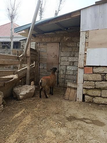 qoyun boğaz: Erkəy quzu — 2