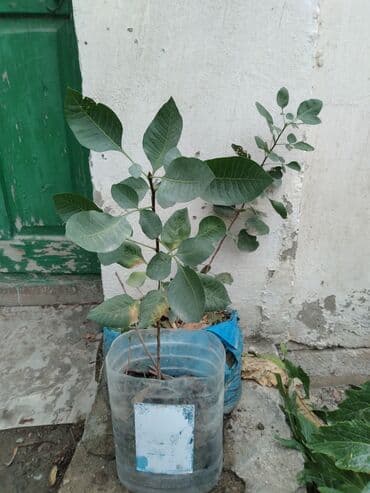 çiyələk ağacı: Püstə ağaçi — 2