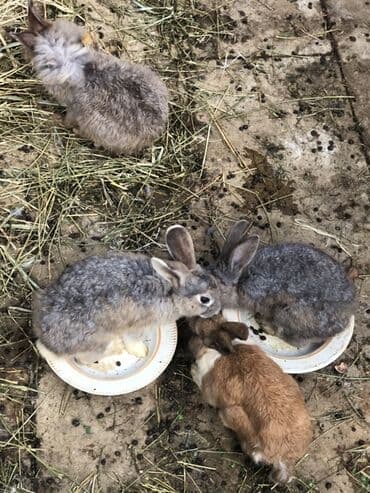 Satlir tək və şəkidə 150 azn