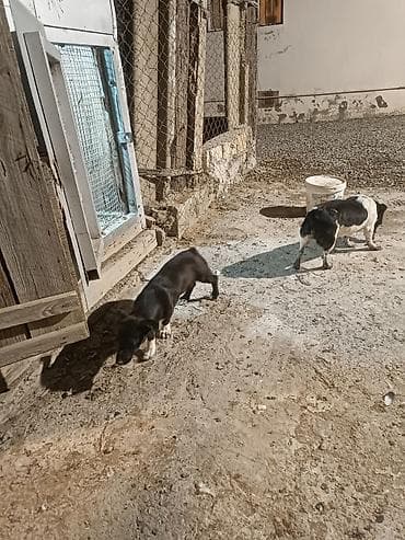 chappi it yemi: Zvanok satilir anadan gelme quyruqsuzdu.vacapla elaqeBalaca it balası — 8