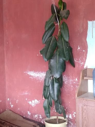 Böyük ölçülü otaq bitkisi – Fikus elastika (reçinəli fikus, rezin