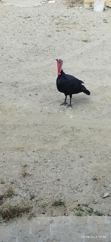 bulbul quşu: May ayında bir yaşı tamam oldu çox yaxşı mayalandırır — 3