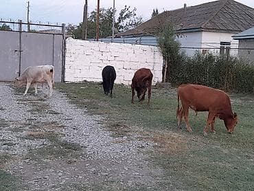 darling it yemi: Salam 4 erkək dana sağlam 3 əmlik satılır ünvan kürdəmir rayon pirili — 4