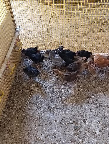 qus dami: 25 günlük toyuqlardır. Təbii buğda, qarğıdalı, soya ilə yemlənmişdir — 6