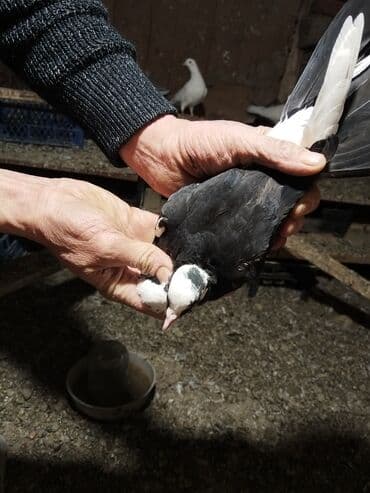 lalafo goyercin satisi: Ağ rəng üstünlük təşkil edən ev göyərçinləri – dəst halında. - — 7