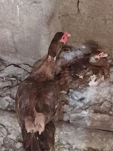 Kənd təsərrüfatı quşları: Erkək, | Lal ördək, Damazlıq — 5
