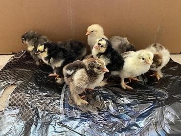 toyuq əti: Toyuq cücələri, Ətlik — 3