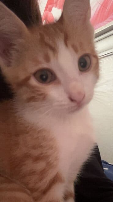 золотистый ретривер цена бишкек: Котенок, 2 месяца, любит играть, чистый послушный — 1