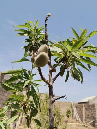 покупка и продажа жилья: Пос. Шувалан 3 комнаты, 100 м², Нет кредита, Свежий ремонт — 3