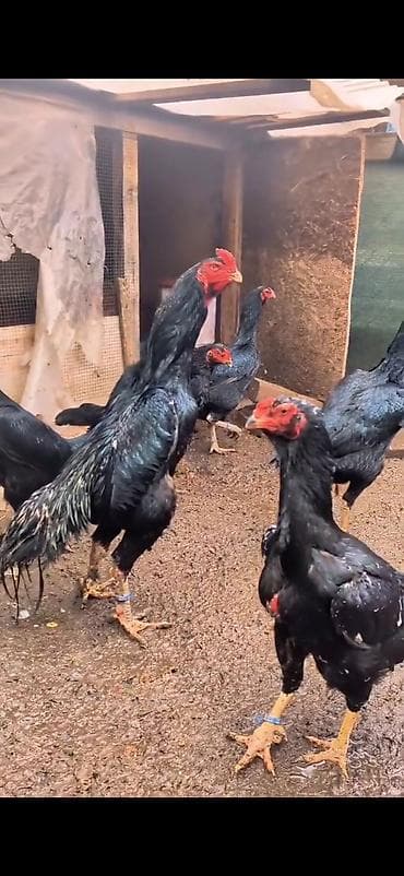 en ucuz at: Aseel tipli döyüşcü toyuqlar – iri cüssəli, hündür boyunlu və güclü — 2