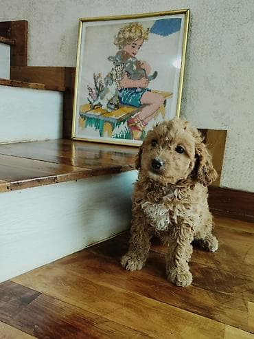 Птицы: Пудель — 10