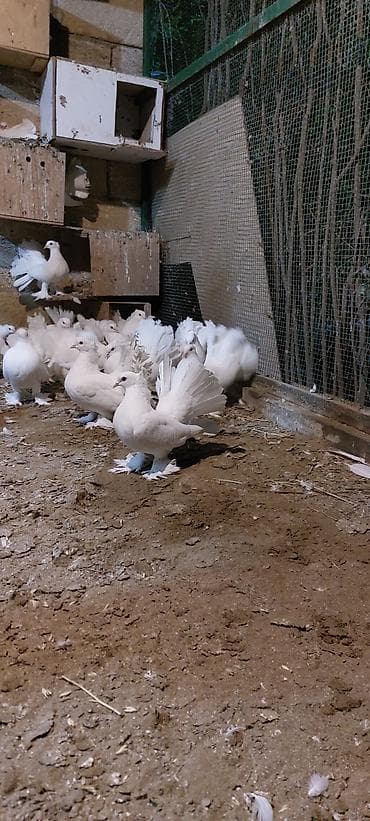 qaz balası satılır: Wekilde gorduyunuz londonlar satiir qiymet optum 1 ededine aidir tek — 6