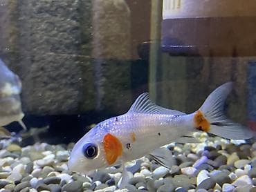 baliq tutanar: Koi, Sülhsevər — 3