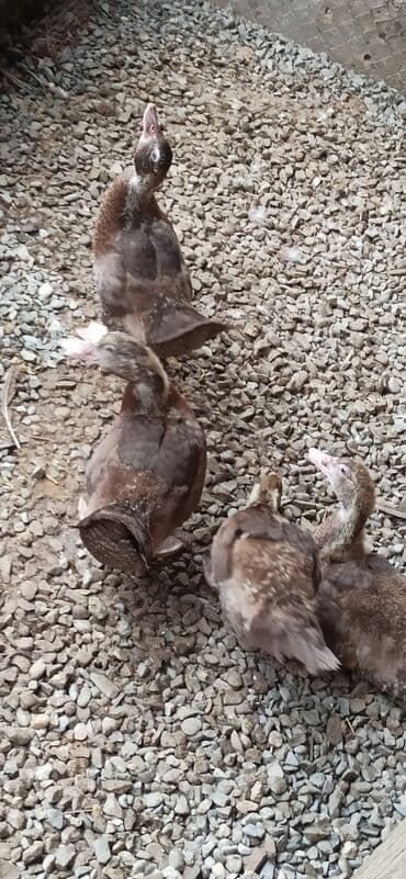 Gəmiricilər: 4 ədəd krasnadar təmiz sort balalar satılır — 2