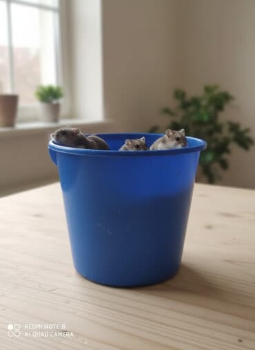 bala kirpi: Təcili . satilir. 3m.1ededi. bu gün alana 2m . Bu gün — 1